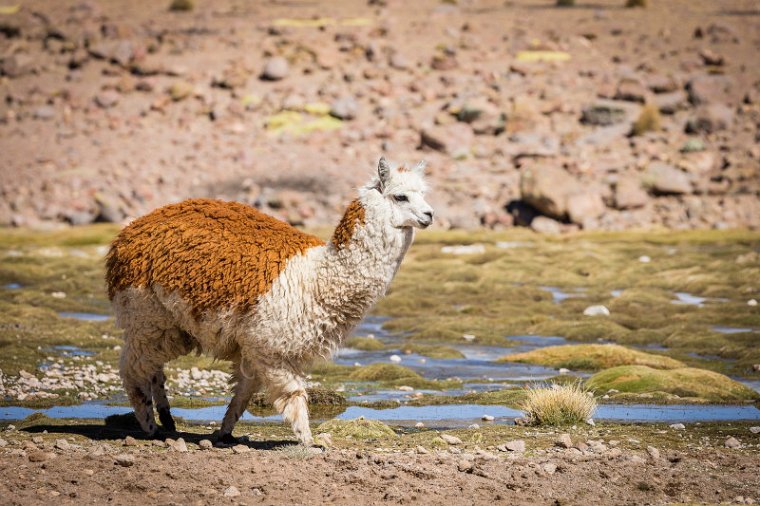 038 Lauca NP, alpaca.jpg